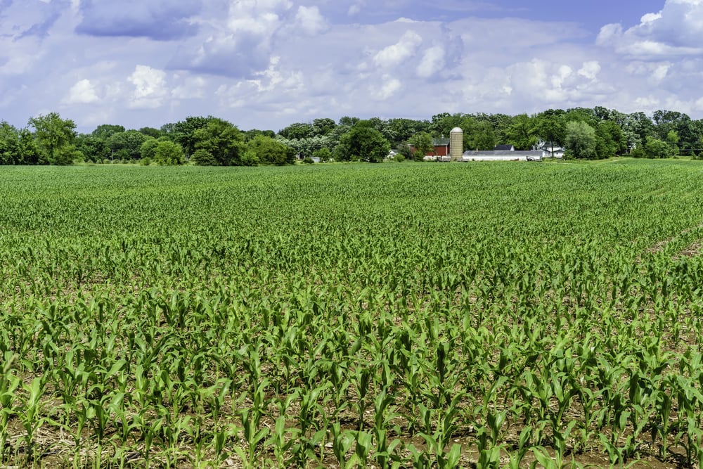 Field of corn early in June, with community dairy farm and windbreak of deciduous trees in the distance, northern Illinois